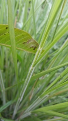 Panicum tenuifolium