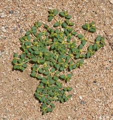 Euphorbia ocellata arenicola