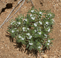 Greeneocharis similis