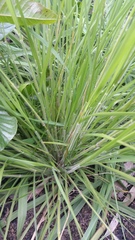 Panicum tenuifolium