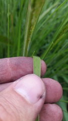 Panicum tenuifolium
