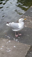 Larus argentatus