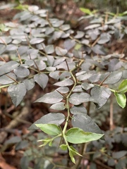 Damnacanthus indicus