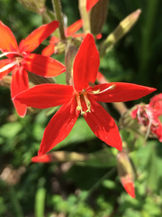 Silene regia