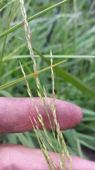 Panicum tenuifolium