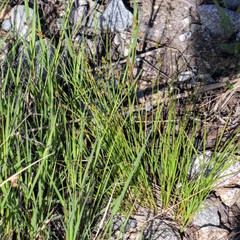 Carex laeviculmis