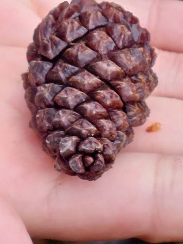 Image of Pinus uncinata by (c) Diego Rodríguez Hernández, some rights reserved (CC BY)