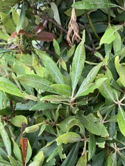 Rhododendron formosanum