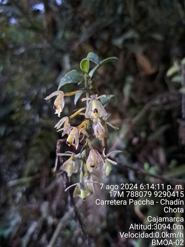 Epidendrum fritzianum Hoehne