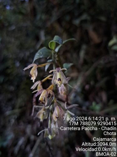 Epidendrum fritzianum Hoehne 2