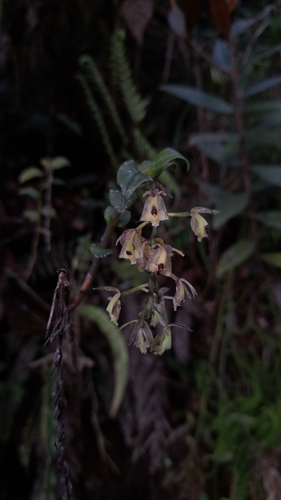 Epidendrum fritzianum Hoehne 3