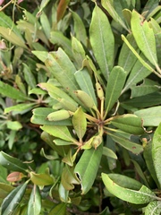 Rhododendron formosanum