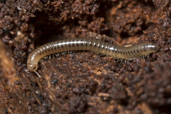 Cylindroiulus britannicus