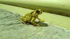 Duttaphrynus melanostictus