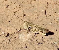 Hippiscini