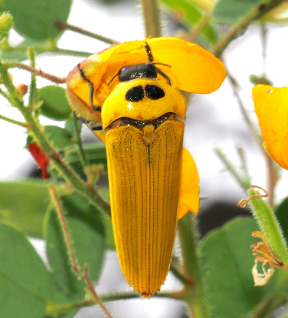 Hiperantha testacea