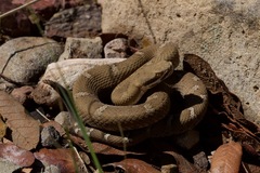 Crotalus willardi willardi