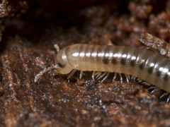 Cylindroiulus britannicus