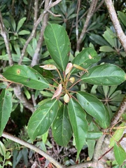 Elaeocarpus japonicus