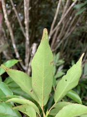 Elaeocarpus japonicus