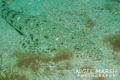 Platycephalus caeruleopunctatus