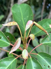 Elaeocarpus japonicus