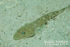 Platycephalus grandispinis