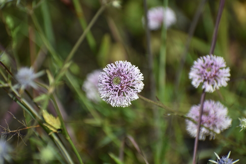 Image of Marshallia graminifolia by (c) Ryan Watson, some rights reserved (CC BY)