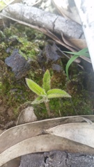 Coprosma rhynchocarpa