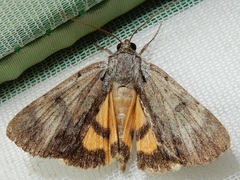 Catocala gracilis