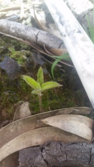 Coprosma rhynchocarpa