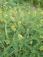 Astragalus cicer