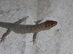 Lepidophyma smithii
