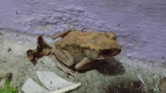 Duttaphrynus melanostictus