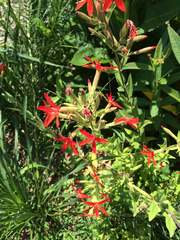 Silene regia