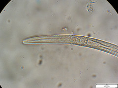 Panagrolaimus