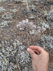 Phacelia floribunda
