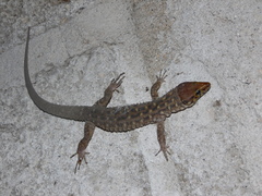 Lepidophyma