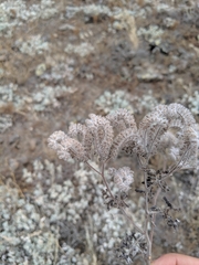 Phacelia floribunda