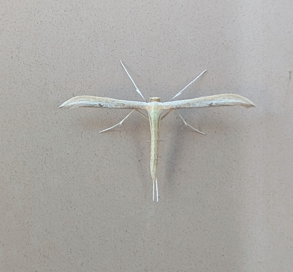 Ironweed Plume Moth