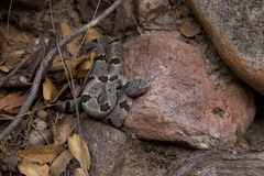 Crotalus lepidus klauberi