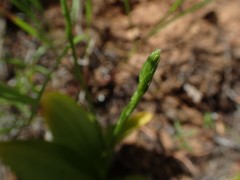 Platanthera unalascensis