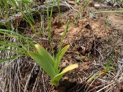 Platanthera unalascensis