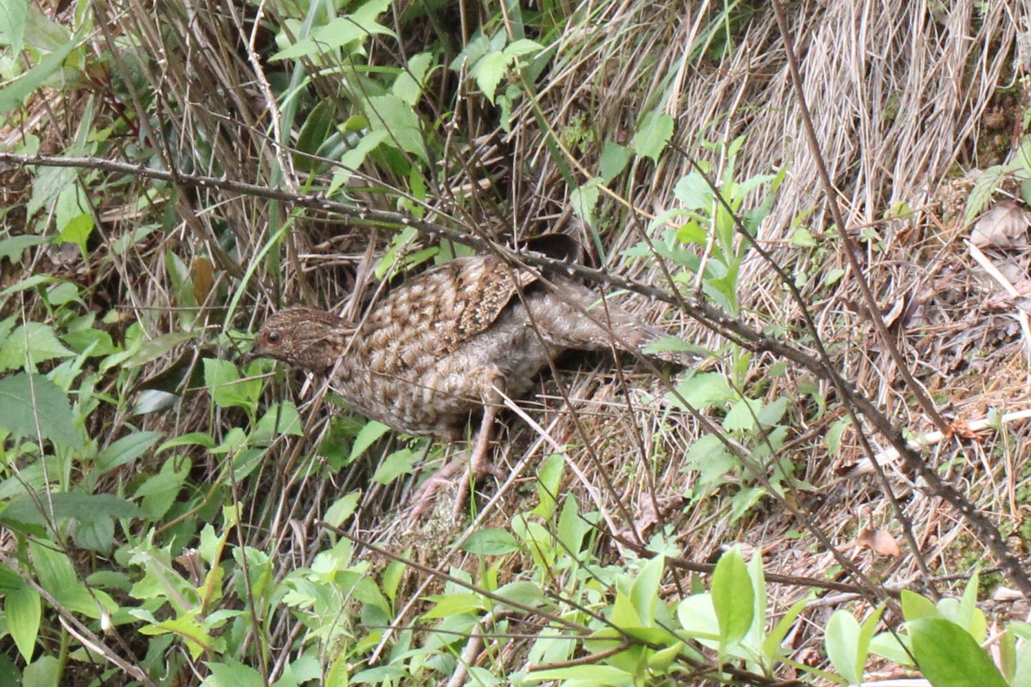 Cabot's Tragopan