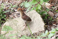 Tragopan caboti