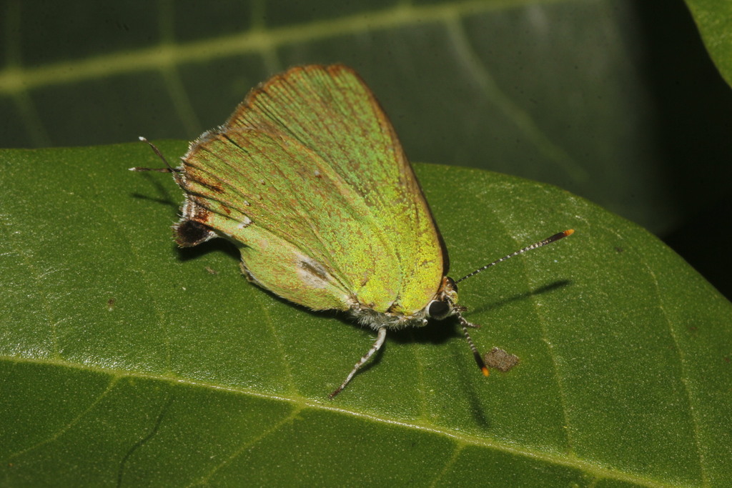 Cyanophrys amyntor