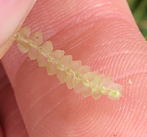 Image of Calypogeia muelleriana by (c) hadynrmurray, some rights reserved (CC BY)