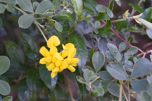 Image of Argyrolobium trifoliatum by (c) Andrew Gillespie, some rights reserved (CC BY-SA)