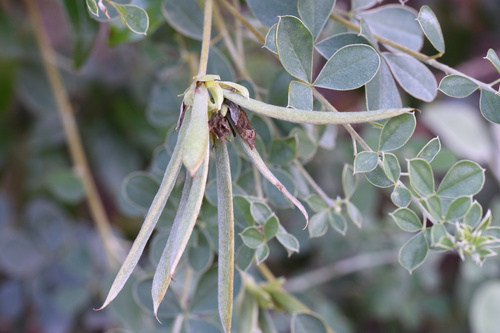 Image of Argyrolobium trifoliatum by (c) Andrew Gillespie, some rights reserved (CC BY-SA)