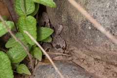 Crotalus lepidus klauberi